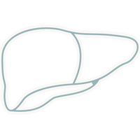 Detoxification and Liver Support